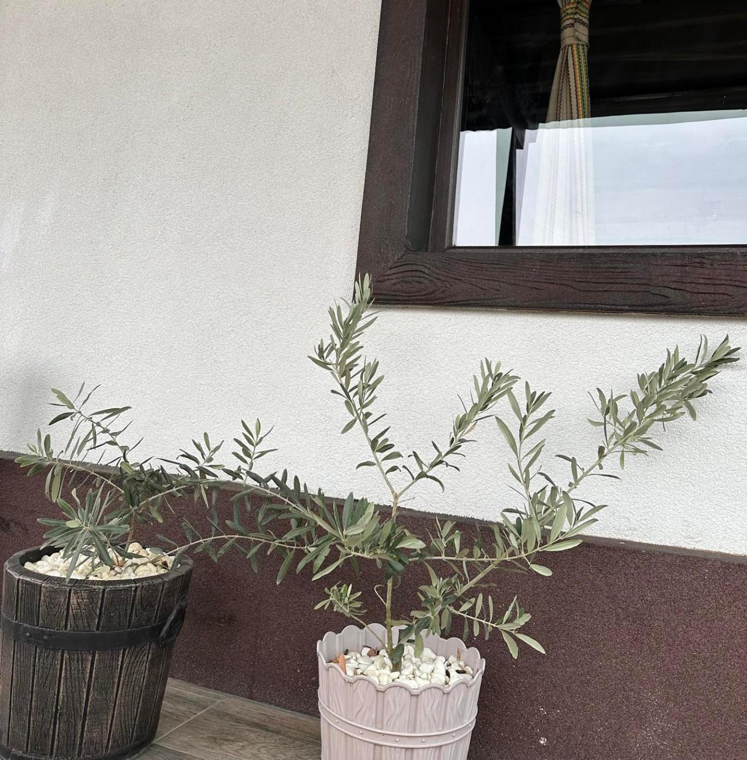 Hotel Бялата Къща à Chakalarovo Extérieur photo